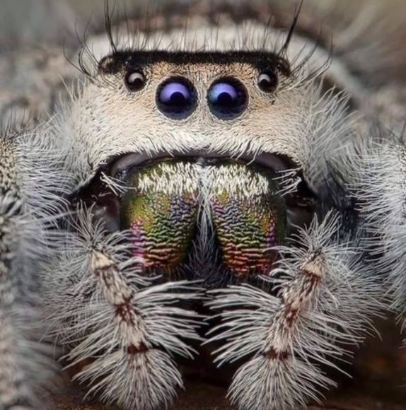 Meet your Posher, Billie - Picture 1 of 1